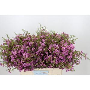 CHAMELAUCIUM NIEK S PRIDE