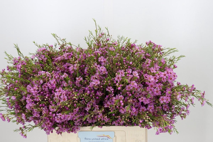 <h4>Chamelaucium Niek's Pride</h4>