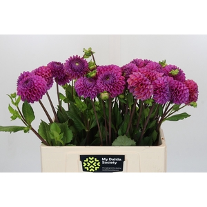 Dahlia Cornel Purple