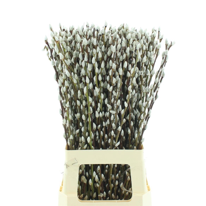 <h4>SALIX CA SNOW FLAKE</h4>