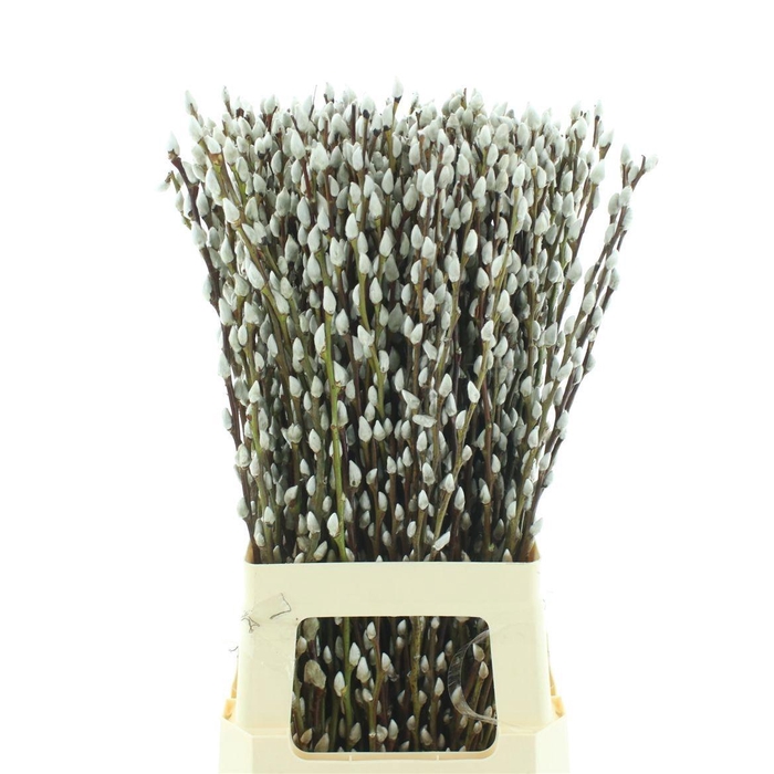 <h4>SALIX CA SNOW FLAKE</h4>