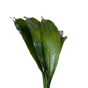 ASPIDISTRA  60 CM REBUS