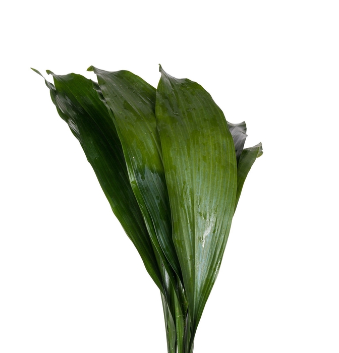 <h4>ASPIDISTRA 60 CM WHITE BOX</h4>