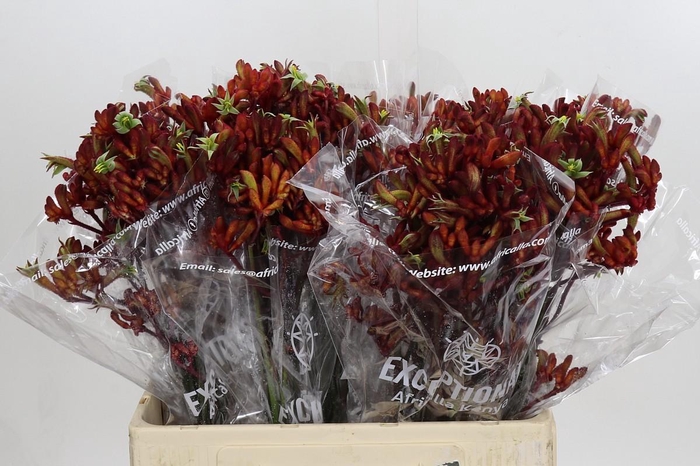 <h4>Anigozanthos Early Spring Indoor</h4>