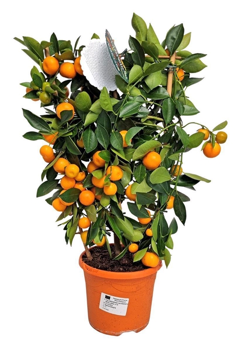 <h4>CITR MICROCARPA</h4>