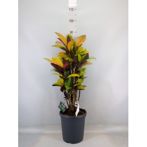 Codiaeum var. KL 'Mrs Iceton'