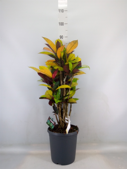 <h4>Codiaeum var. KL 'Mrs Iceton'</h4>