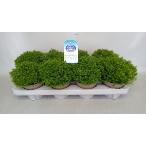 Hebe  'Emerald Gem'