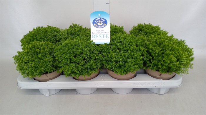 <h4>Hebe  'Emerald Gem'</h4>