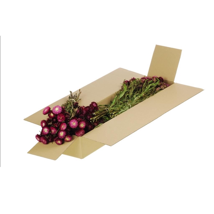 <h4>Helichrysum SB natural dark pink</h4>