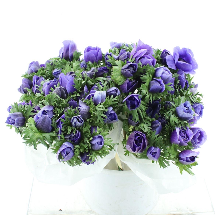 <h4>Anem Mistral Blue Super</h4>