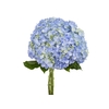 HORTENSIA 050 CM AZUL