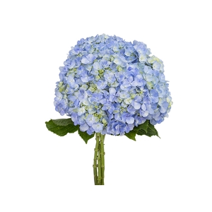 HORTENSIA 060 CM AZUL