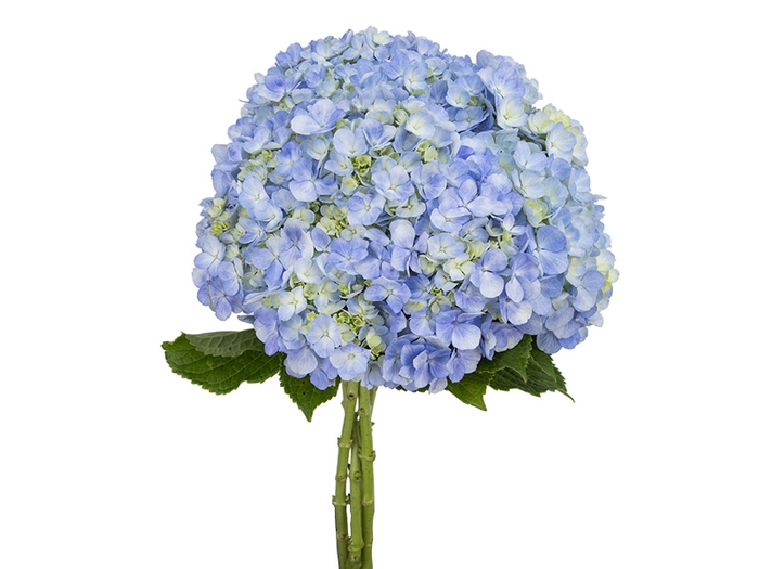 HORTENSIA 050 CM AZUL