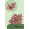 Blushing Bride 2-5 blooms ROSA