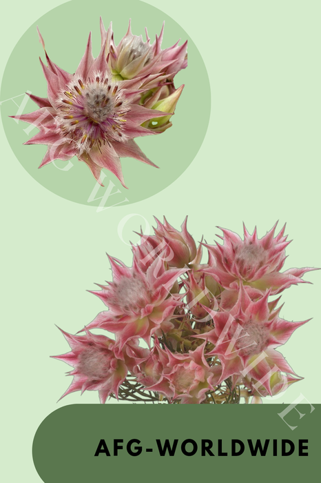 Blushing Bride 2-5 blooms ROSA
