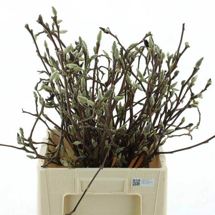 <h4>Magnolia Grandiflora 60cm</h4>