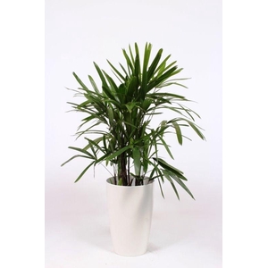 Rhapis excelsa in Santorini pot 
