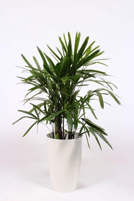 <h4>Rhapis excelsa in Santorini pot "wit"</h4>
