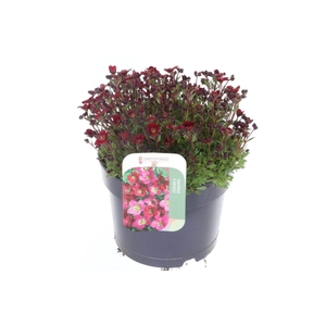 Saxifraga Touran Deep Red