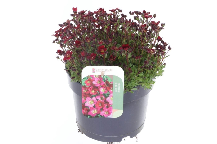 <h4>Saxifraga Touran Deep Red</h4>