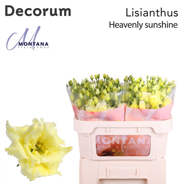 <h4>Lisianthus Dye heavenly sunshine</h4>