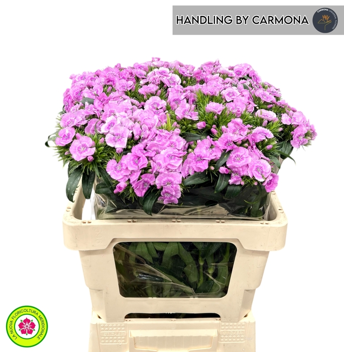 <h4>DI BARB MELIAN BRE</h4>