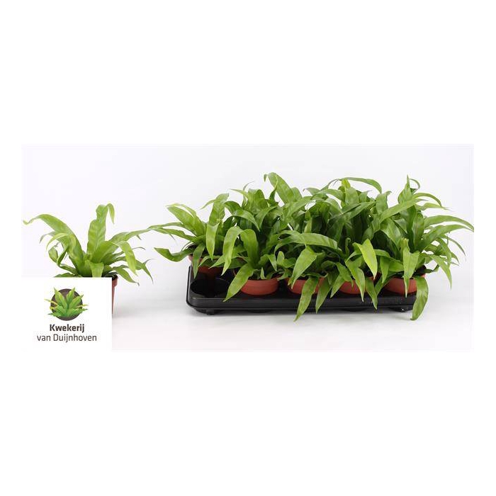 <h4>Asplenium Antiquum 12Ø 30cm</h4>