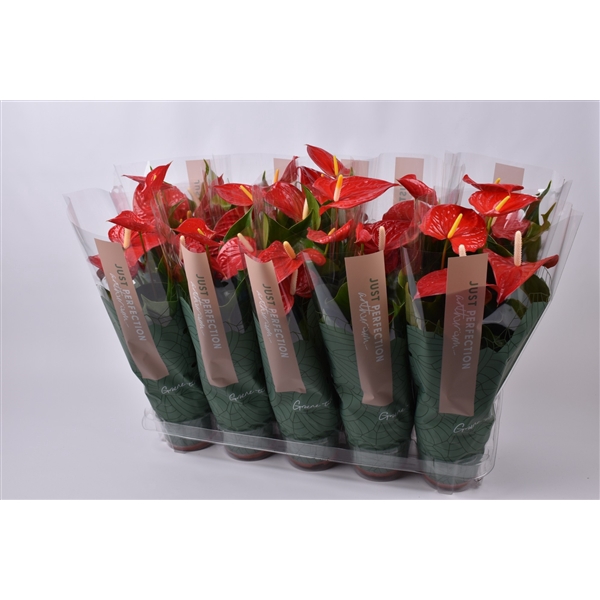 <h4>Anthurium Everio Just Perfection</h4>