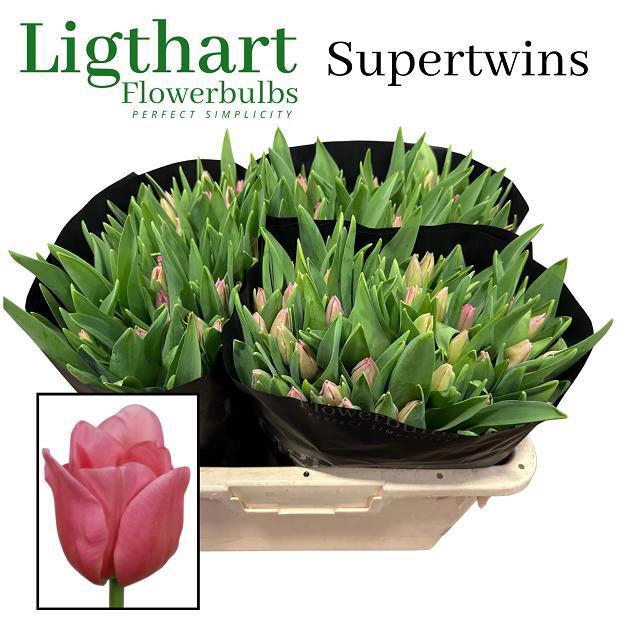 <h4>TU EN SUPERTWINS</h4>