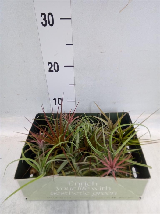 <h4>Tillandsia</h4>