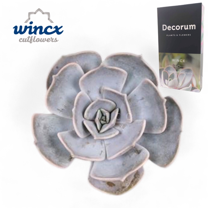 Echeveria Lilacina Cutflower Wincx-14cm