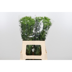 Di Barb S Will White