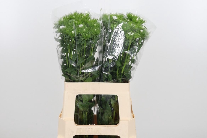 <h4>Di Barb S Will White</h4>