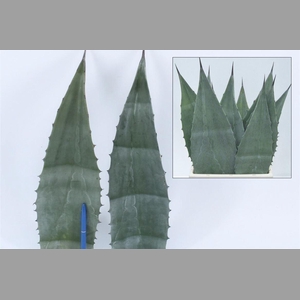 Agave Americana Blue 45cm