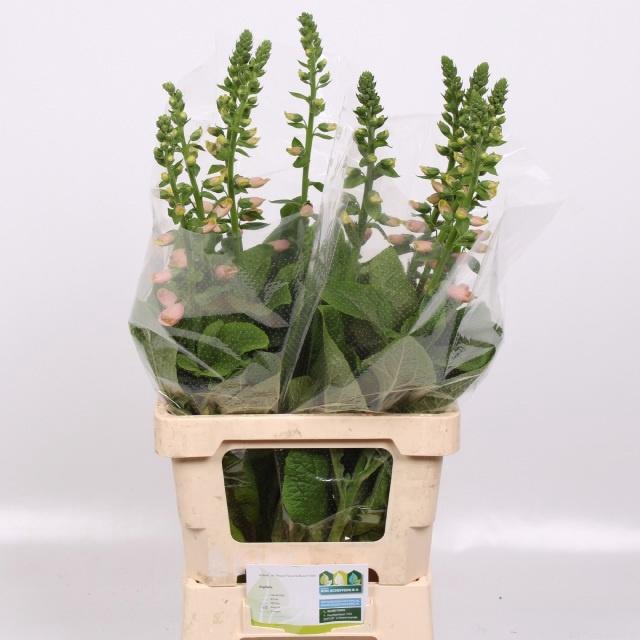 <h4>DIGI PURPUREA</h4>