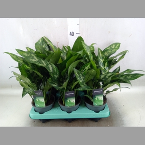 Aglaonema  'Maria'