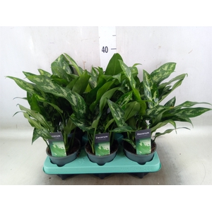 Aglaonema  'Maria'