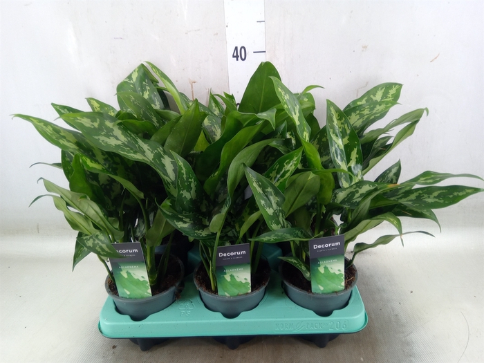 <h4>Aglaonema  'Maria'</h4>