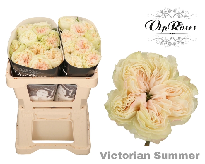 Vip Roses By Sassen Vip Roses Webshop