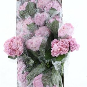 Hydr M Verena Pink Premium 60-18