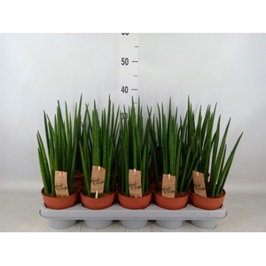 Sansevieria bacularis