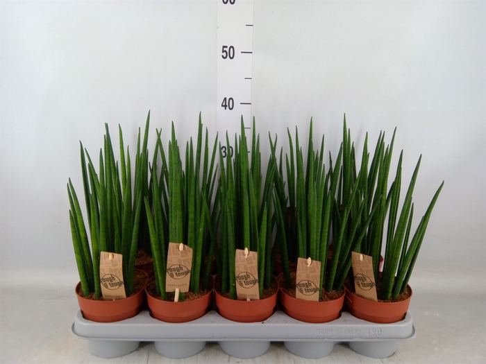 <h4>Sansevieria bacularis</h4>