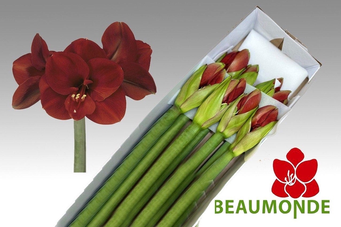 <h4>HIPP GA FERRARI</h4>