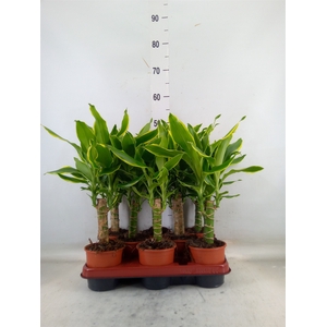 Dracaena frag. 'Golden Coast'