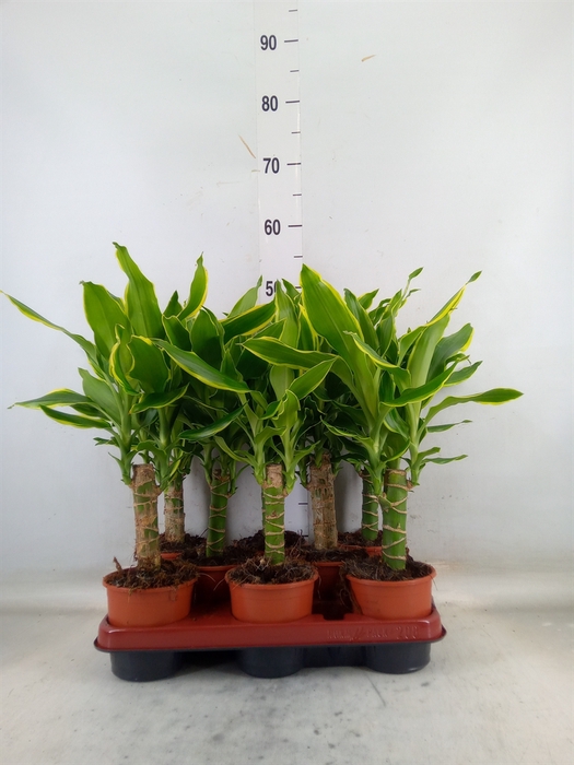 <h4>Dracaena frag. 'Golden Coast'</h4>