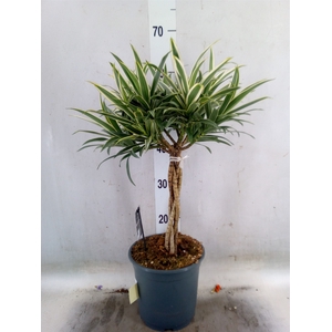 Dracaena refl.   ...