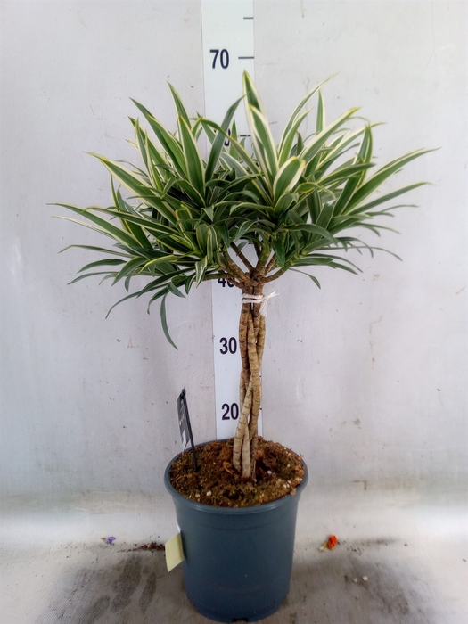 <h4>Dracaena refl.   ...</h4>