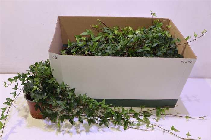 <h4>arr8 Hed He Shamrock</h4>