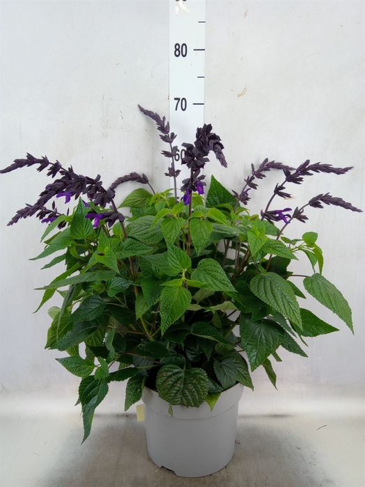 <h4>Salvia  'Black and Bloom'</h4>